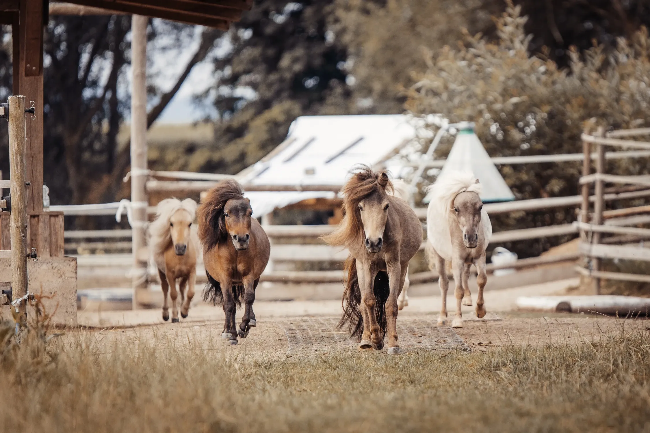 Die Ponyherde der EquiZeit Akademie im Trab