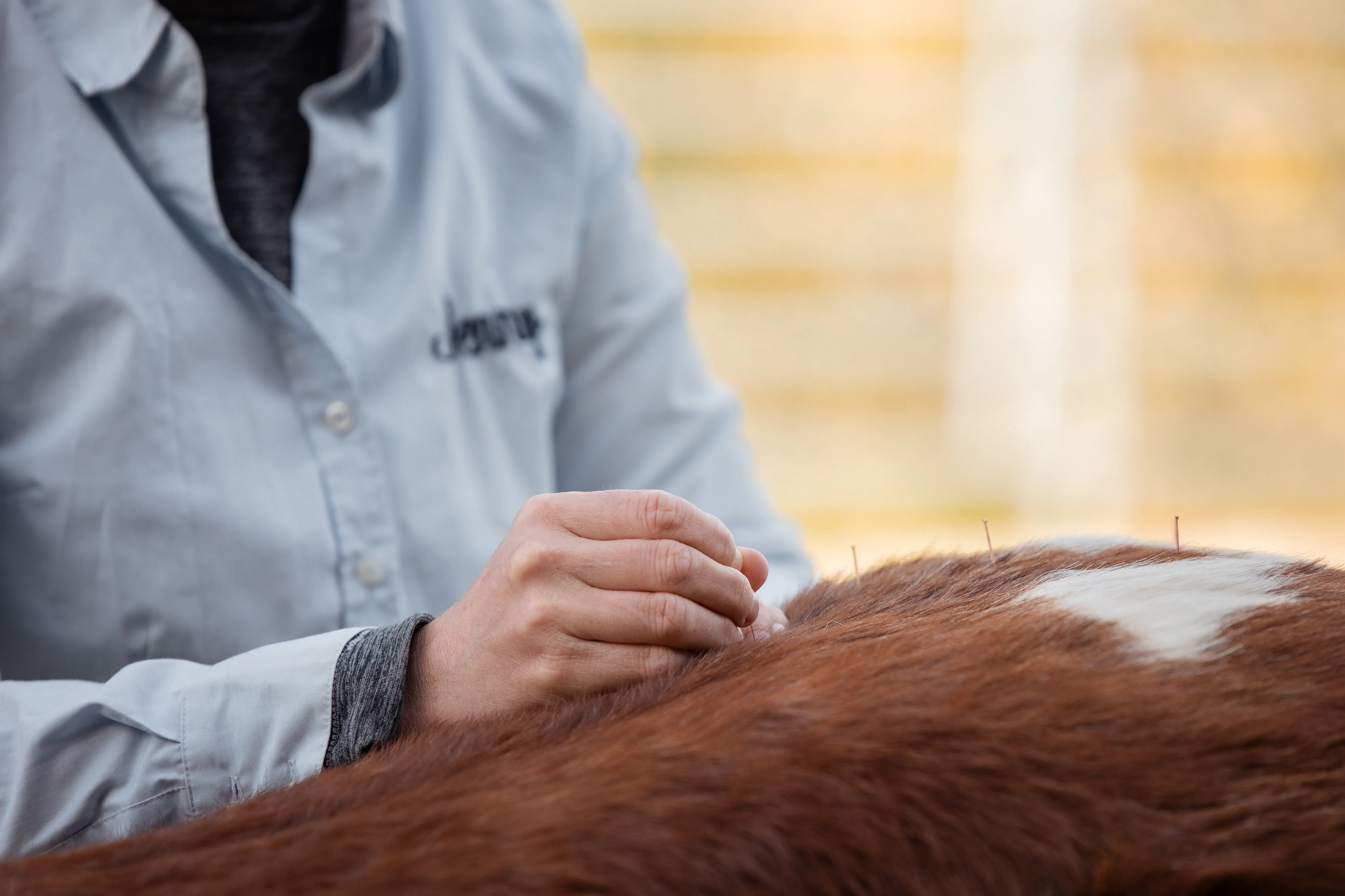 Therapeutische Behandlung mit den Händen am Pferderücken