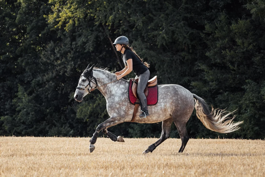 Reiterin galoppiert mit ihrem Pferd über ein Stoppelfeld