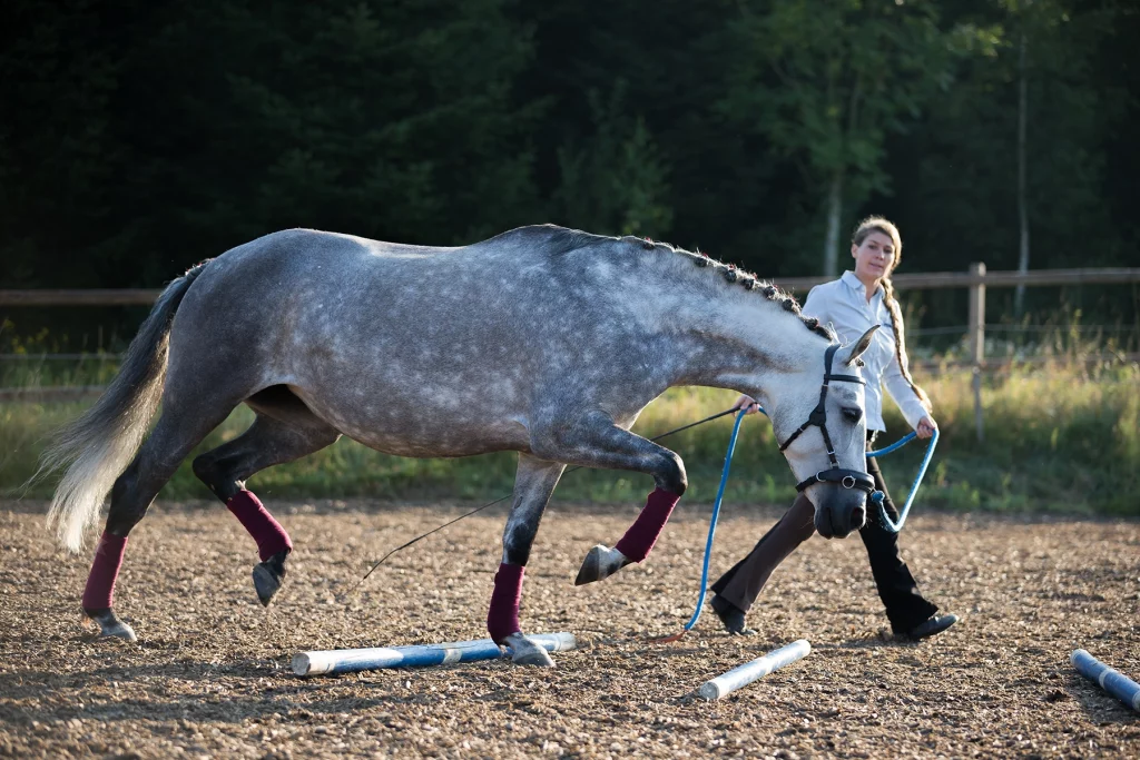 Pferdetrainerin mit Pferd bei der gymnastizierenden Bodenarbeit