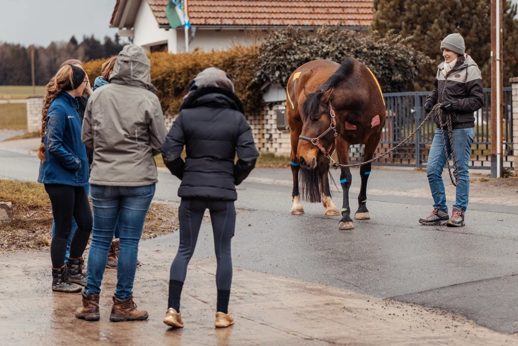 Pferdetherapeuten während der Fortbildung Trainingstherapie